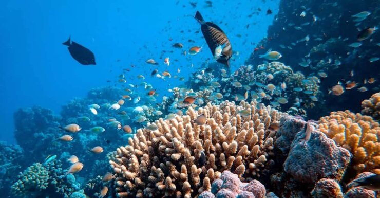 Cancun: Diving the Underwater Art Museum With 2-Tank Dive - Pricing and Reservations