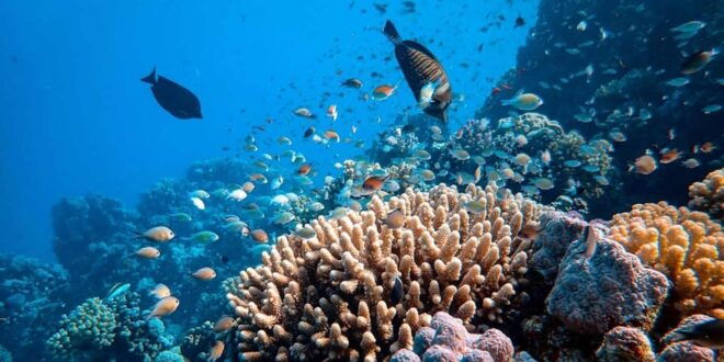 Cancun: Diving the Underwater Art Museum With 2-Tank Dive - Diving Experience