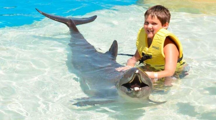 Cancún: Dolphin Swim Adventure - Dolphin Interaction Highlights