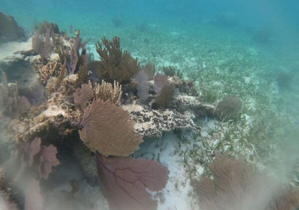 Cancun: Drive an Speedboat and Snorkel in Coral Reef - Driving a Speedboat