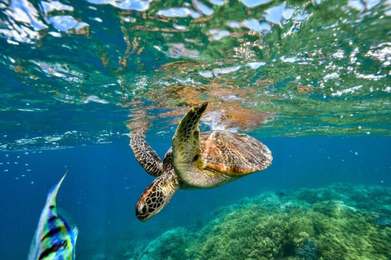 Cancun: Explore Tulum, swim with turtles, cenote, and snorkel in caves - Who Would Love This Tour?