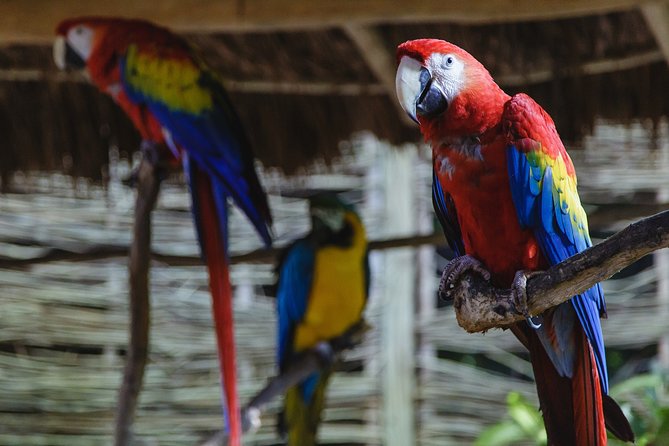 Cancun Extreme Zipline Canopy Tour - Customer Feedback and Concerns