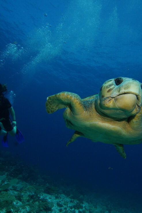 CANCUN: FIRST TIME DIVERS CANCUN - Diving Experience Overview