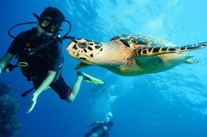 CANCUN: FIRST TIME DIVERS CANCUN - Safety and Guidance