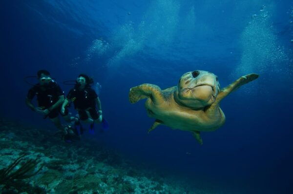 CANCUN: FIRST TIME DIVERS CANCUN - Frequently Asked Questions