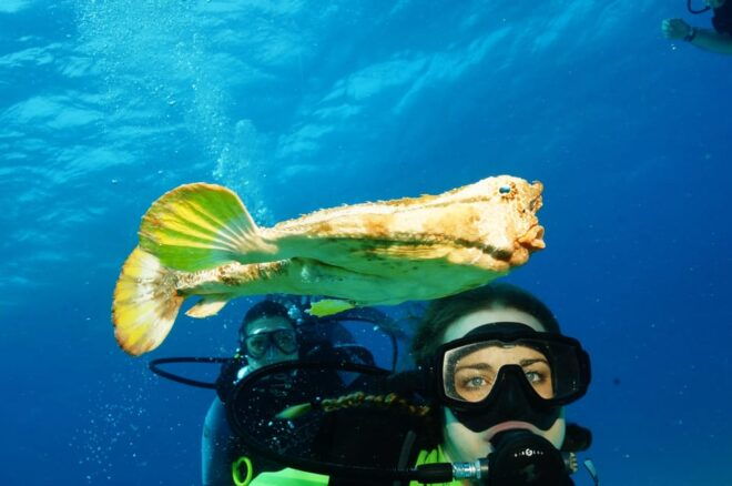 CANCUN: FIRST TIME DIVERS CANCUN - Encounter With Marine Life