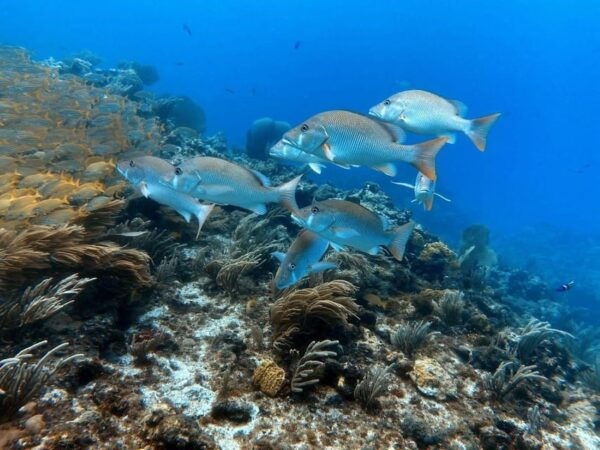 Cancun: First Time Diving Experience With 2 Tanks - Important Requirements