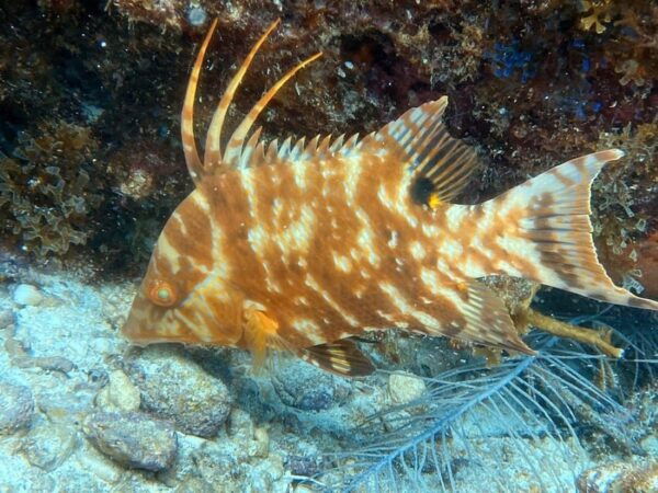 Cancun: First Time Diving Experience With 2 Tanks - Important Requirements
