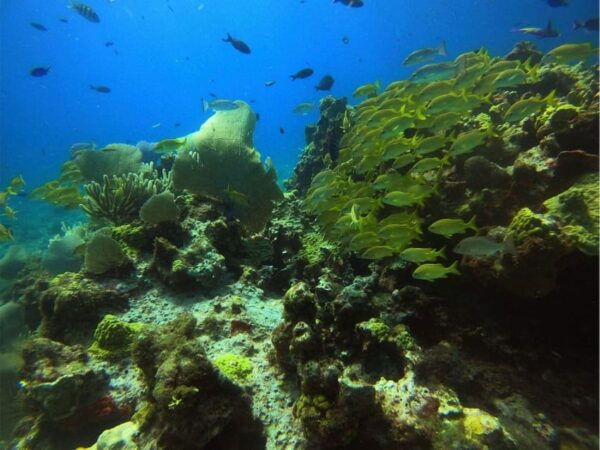 Cancun: First Time Diving Experience With 2 Tanks - Explore Cancuns Ecosystems
