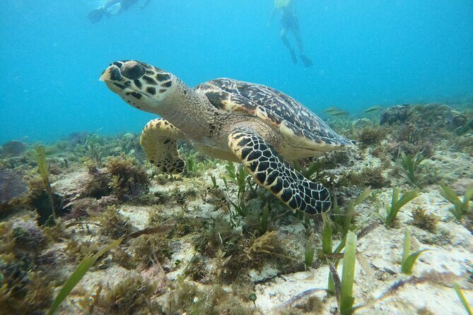Cancun Fly and Swim Parasailing and Snorkeling Combo Tour - Who Would Love This Tour?
