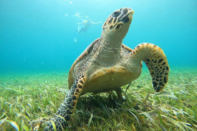 Cancun Fly and Swim Parasailing and Snorkeling Combo Tour - The Sum Up: Is This Tour Worth It?