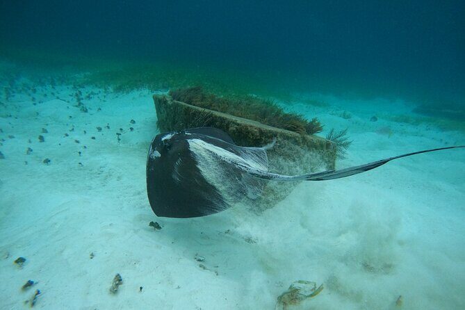 Cancun Fly and Swim Parasailing and Snorkeling Combo Tour - FAQ