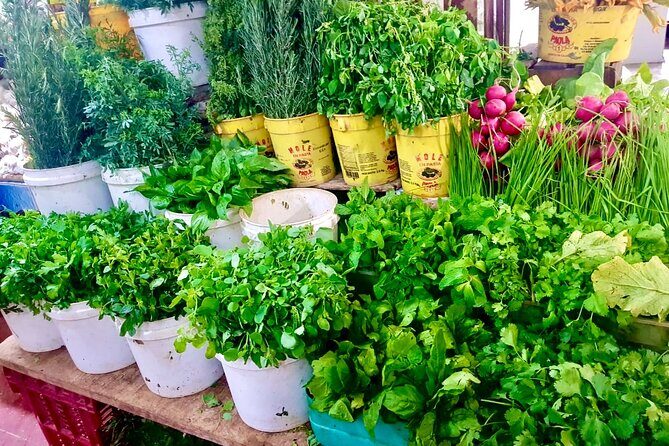 Cancun gems: Mayan Museum, Beach watching, Local Market, & Lunch - Who Should Book This Tour?