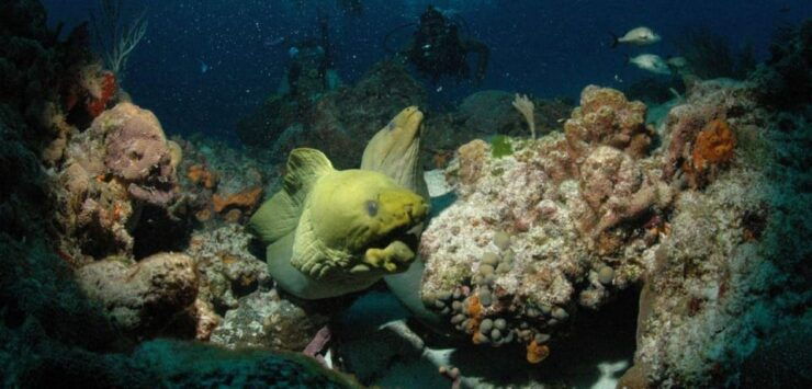 Cancun: Goliat Grouper Dive Adventure - Marine Life Encounters