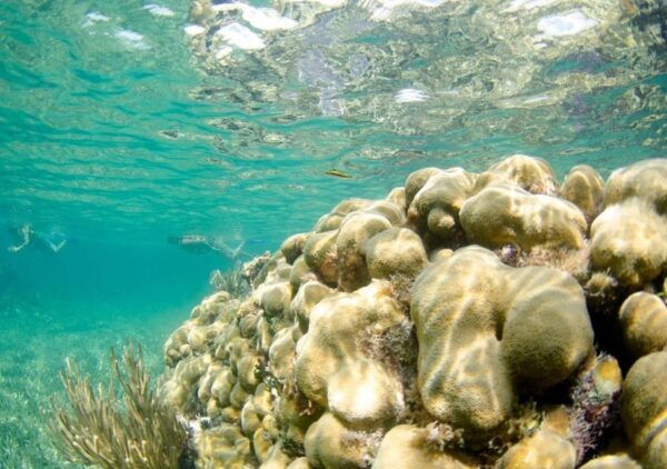 Cancun: Guided Speedboat and Snorkeling Tour - Speedboat and Snorkel Gear