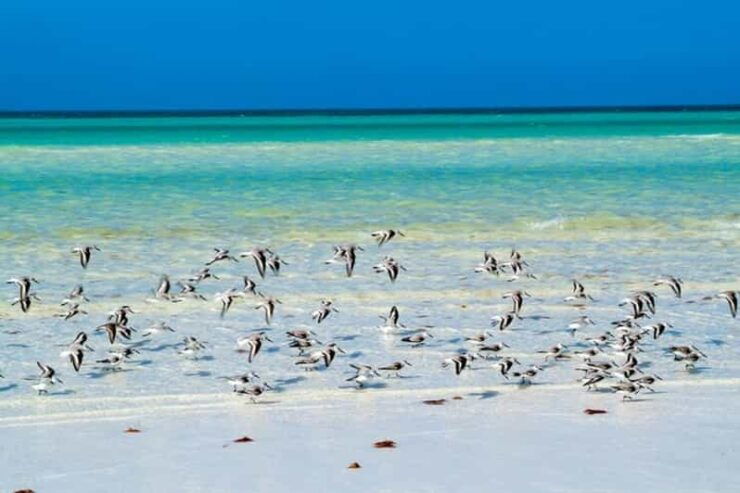Cancun: Holbox Island, Punta Mosquito Day Trip With Lunch - Good To Know