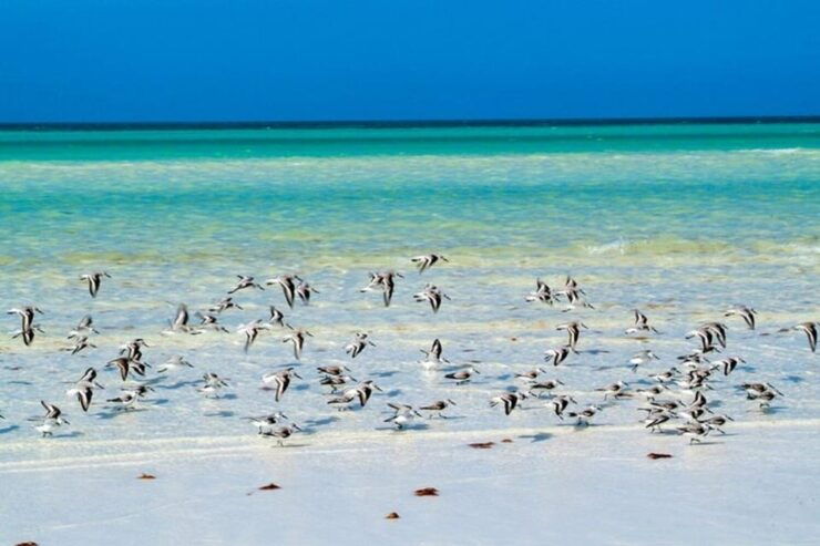 Cancun: Holbox Island, Punta Mosquito Day Trip With Lunch - Itinerary and Transportation