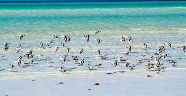 Cancun: Holbox Island, Punta Mosquito Day Trip With Lunch - Activity Duration and Cancellation Policy