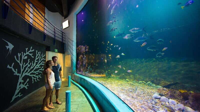Cancún Interactive Aquarium Admission + Dolphin Presentation - Cancún Interactive Aquarium Admission + Dolphin Presentation: A Balanced Look at Mexico’s Marine Marvels