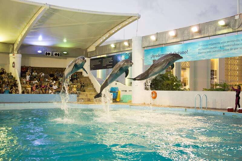 Cancún Interactive Aquarium Admission + Dolphin Presentation - Exploring the Marine Life Exhibits