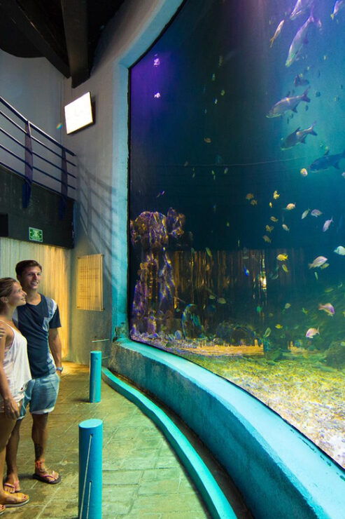 Cancún: Interactive Aquarium Entry With Dolphin Presentation - Marine Species on Display