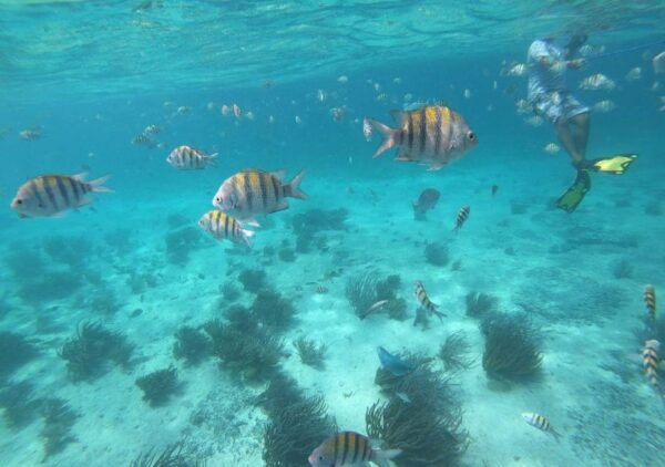 Cancun: Isla Mujeres Catamaran Cruise With Snorkel and Lunch - Activity Duration and Order