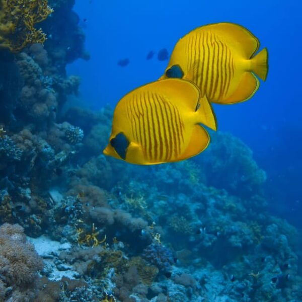 Cancun: Isla Mujeres Catamaran Cruise With Snorkeling - Recommended Items