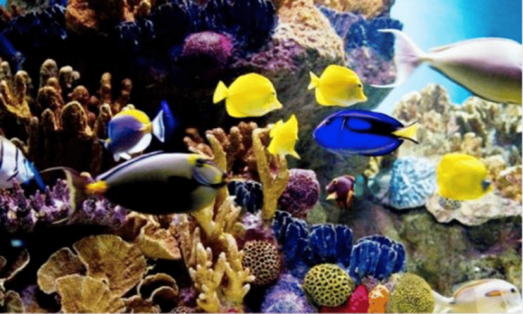 Cancún: Isla Mujeres Catamaran Sail, Snorkel & Dolphin Swim - Good To Know