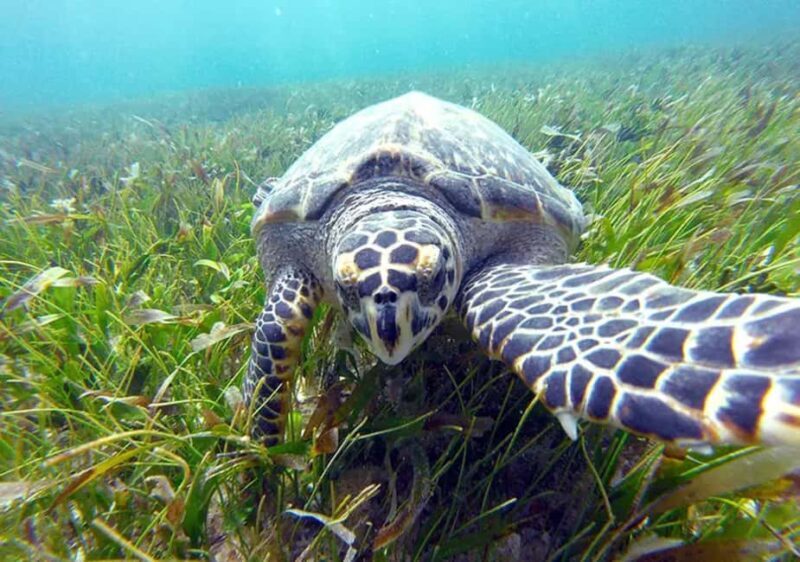 Cancun: Jungle Speedboat & Snorkeling Adventure - Good To Know