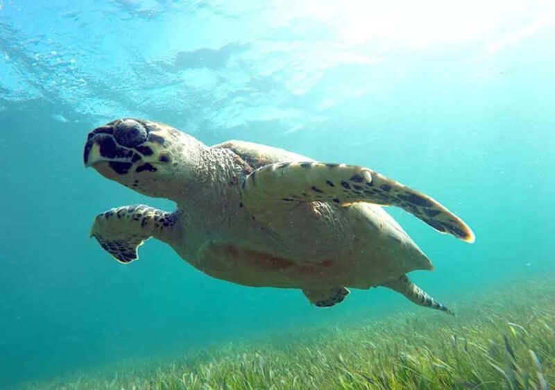 Cancun: Jungle Speedboat & Snorkeling Adventure - What’s Included and What to Expect