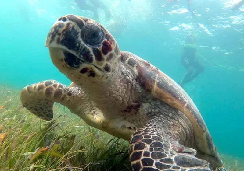 Cancun: Jungle Speedboat & Snorkeling Adventure - A Detailed Look at the Jungle Speedboat & Snorkeling Tour