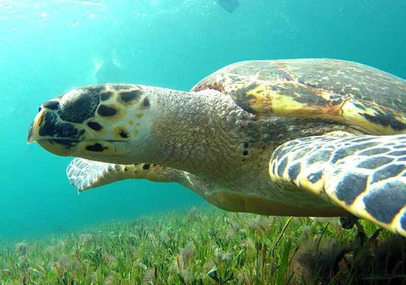 Cancun: Jungle Speedboat & Snorkeling Adventure - FAQ