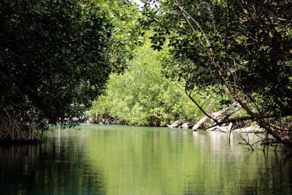 Cancun: Jungle Tour Adventure With Speedboat and Snorkeling. - Additional Fees