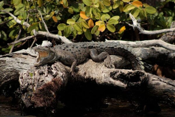 Cancun: Jungle Tour Adventure With Speedboat and Snorkeling. - Restrictions and Requirements