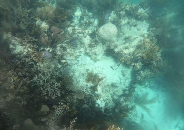 Cancun: Jungle Tour Speedboat and Snorkel Tour - Explore Nichupté Lagoon