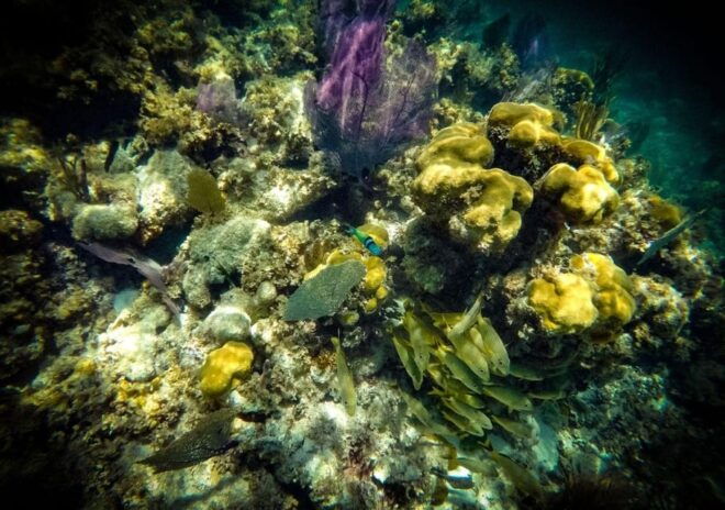 Cancun: Laguna Nichupte Speedboat Snorkeling Tour - Meeting Point and What to Bring