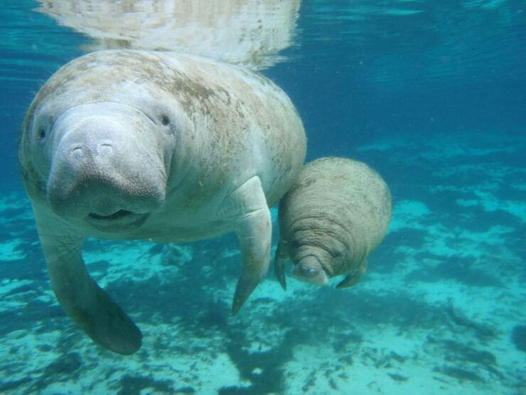 Cancún: Manatee Encounter on Isla Mujeres With Buffet Lunch - Experience Highlights