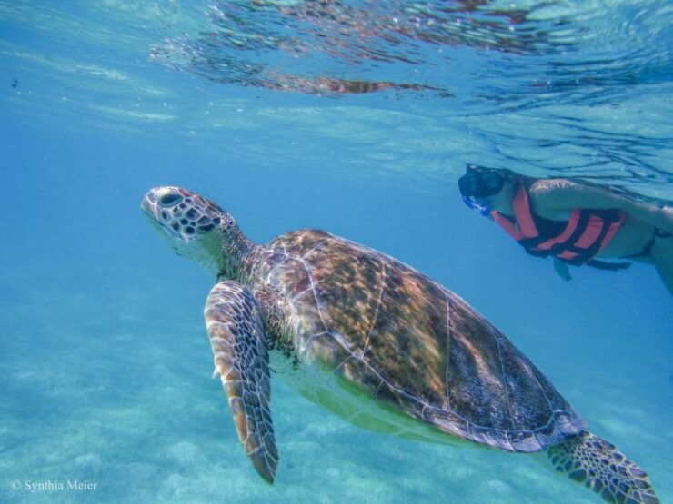 Cancun: Marine Turtle Observation in Akumal - Activity Details