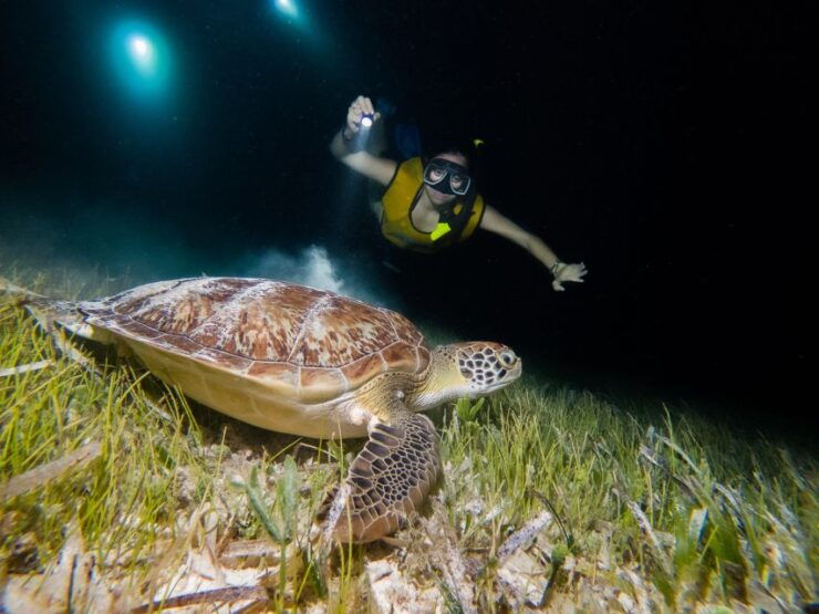 Cancun: Moonlight Snorkeling Tour With Transfer - Tour Overview