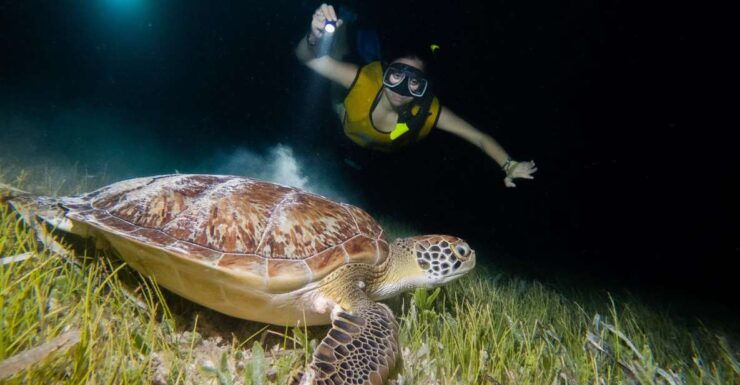 Cancun: Moonlight Snorkeling Tour With Transfer - Booking Information