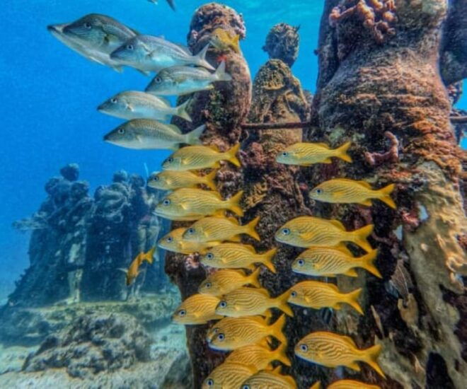 Cancun: Musa Underwater Museum and Reef Scuba Diving Tour - Inclusions
