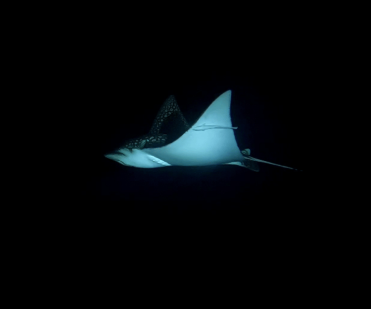 Cancun: Night Dive - Good To Know