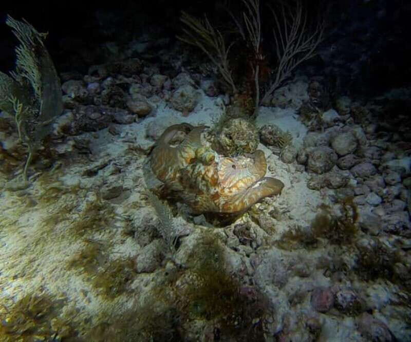 Cancun: Night Dive for Certified Divers - Good To Know