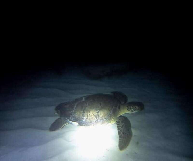 Cancun: Night Dive for Certified Divers - What Makes the Cancun Night Dive Special?
