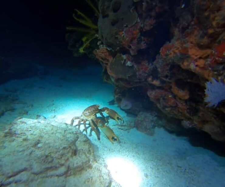 Cancun: Night Dive - Dive Experience Highlights