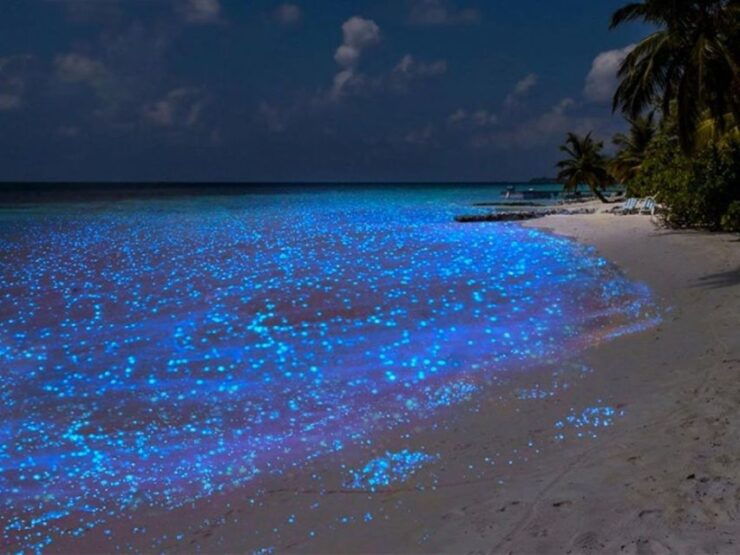 Cancun: Nocturnal Marine Life Snorkeling Experience - Activity Details