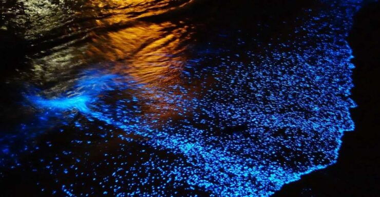 Cancun: Nocturnal Marine Life Snorkeling Experience - Experience Highlights