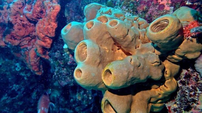 Cancun: Open Water Diver Course - Boat Transportation