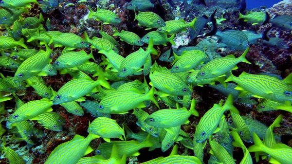 Cancun: Open Water Diver Course - Professional Instructor