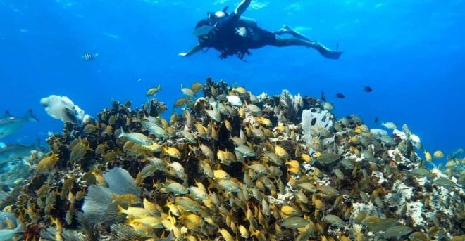Cancun: PADI Enriched Air Nitrox Course - Dive Planning and Safety